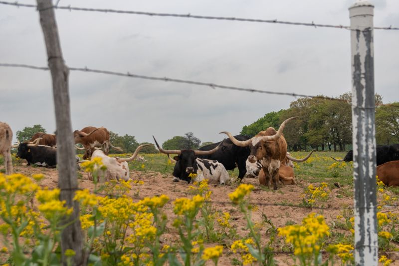 Livestock Fencing Installation